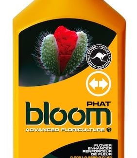Bloom PHAT