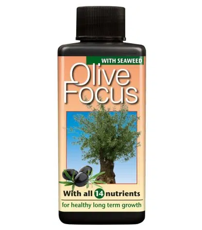 Olive Focus