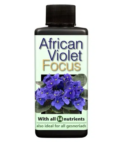 African Violet Focus