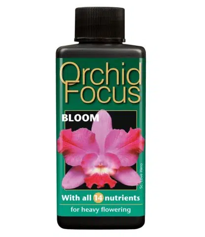 Orchid Focus Bloom