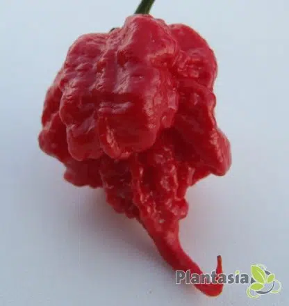 CAROLINA REAPER - Image 2