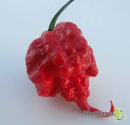 CAROLINA REAPER - Image 3