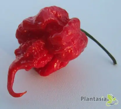 CAROLINA REAPER - Image 4