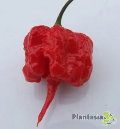 CAROLINA REAPER - Image 5