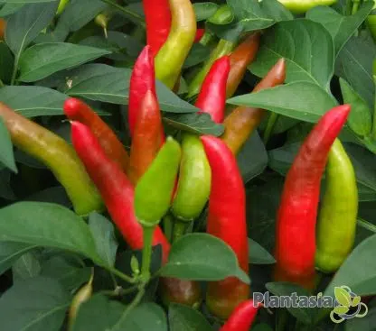 SUPER CHILLI - Image 3