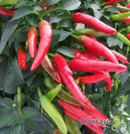 SUPER CHILLI - Image 4