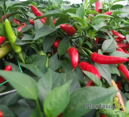 SUPER CHILLI - Image 5