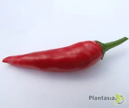 SUPER CHILLI