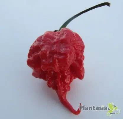 CAROLINA REAPER