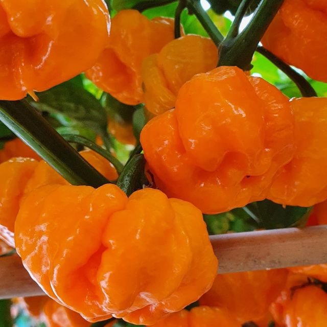 FOR SALE: Beautiful Scotch Bonnets with excellent authentic flavour. Available now we grow several varieties of Scotch Bonnets - M.O.A ( Minestry Of Agriculture of Jamaica) and True Form. Get in touch, share this post or tag a friend who loves their scotch bonnets. These are superb and ideal for all tour authentic sauces and dishes. DM for price details and availability
#chilliesforsale #chilliesauce #westindianfood #jamaicanfood #freshchilli #chillies