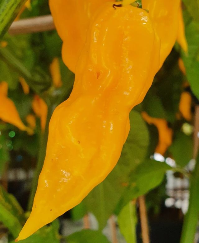 Fatalli - hot and fruity, available now. Get in touch via Insta DM, email, whats app or call the shop.  Don't contact us via FB.
Many others varieties available now.
#freshchillies #chillisauces #chillis #chiiliesforsale #capsicum #peppers #spicy