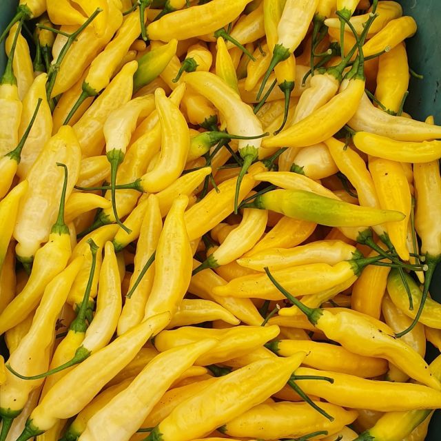 LAST CHANCE...Aji Lemon Drop coming down. Get your orders in now for the popular medium heat chilli with a lovely citrus flavour note. Loved buy jam and sauce makers, it also makes a fantastic chilli oil that you can use in your cooking or salad dressings. Fill your freezers as they will soon be gone. DM for price and delivery. UK only.
#chilliesforsale #ajilemon #lemondrop #chillies #ukgrown #oxfordshirechillifarm #qualityassured