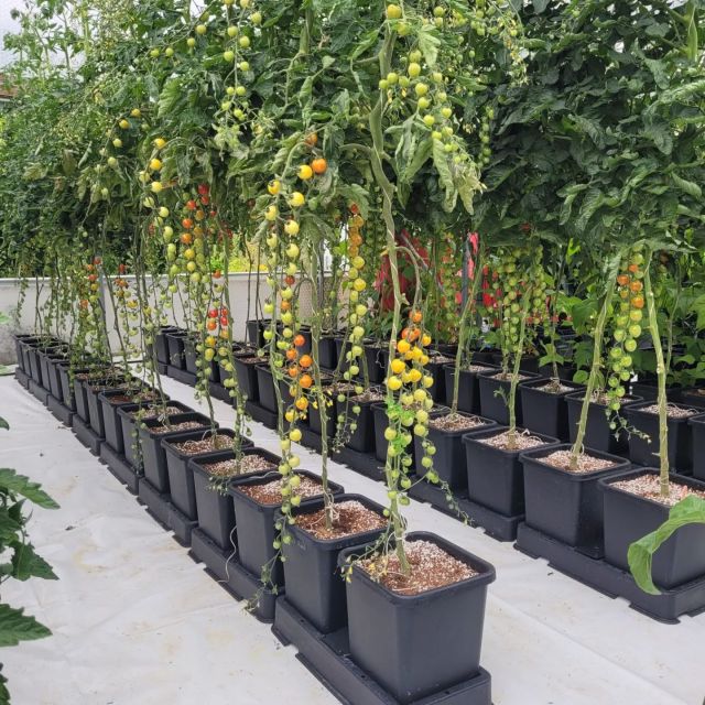 This is how we grow tomatoes! This section is grown on @terraaquatica_uk Tri-Part with TA Fulvic. Grown in 75/25 Coco/Perlite, @autopot_global Easy2grow 2 pot with 15L pots.
There might be some left for me if I can keep the blackbird off them...but glad they get her seal of approval...cant blame her...taste amazing!
#ukgrown #localproduce #tri-part
#autopot #tomatoes