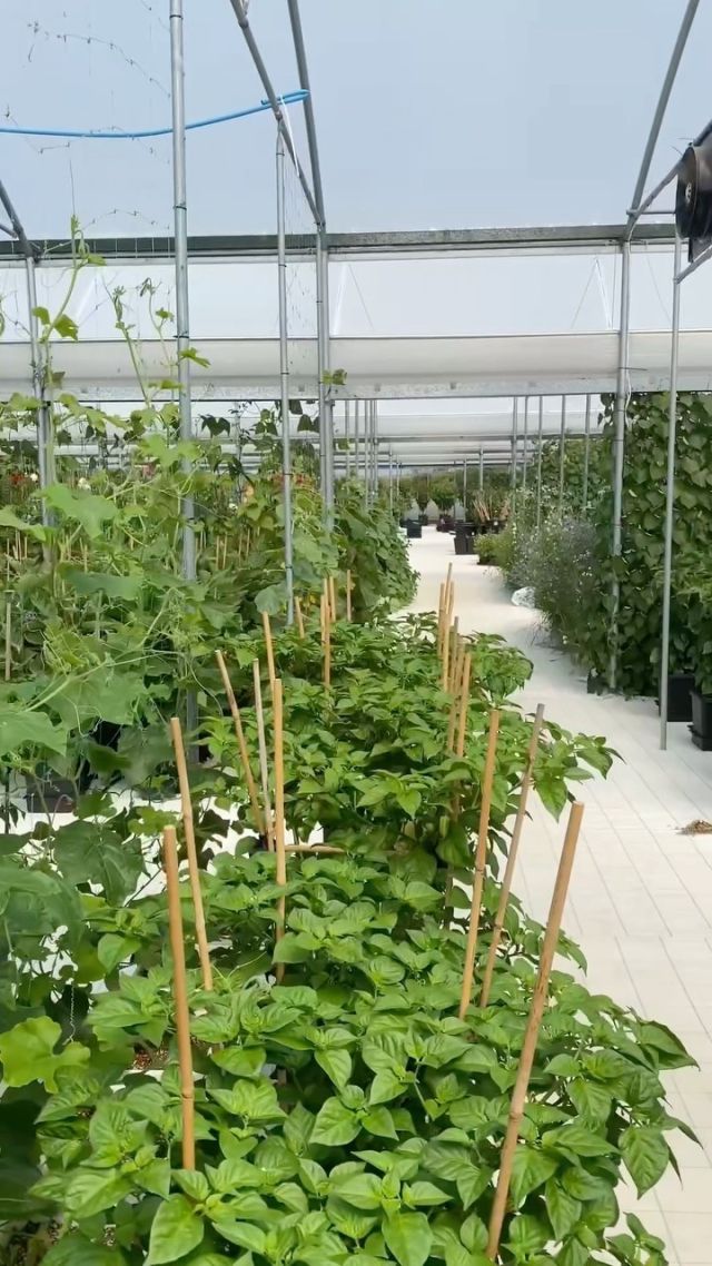 We’ve been busy getting the greenhouse ready for Summer Social this year. What do you think of this lot?

#gardeningreel #ukgrowers #gardenersofinstagram #hydroponicfarming #wegrowthings #ukhydroponics #chilligroweruk #growsmarter #growyourownfood #learntogrowfood #polytunnellife #organicgarden #summersocial2022 #growyourownveg #fromseed #hydroponics101 #freshflowers #dahlialove #wildflowermeadow #treelillies #cucumbers #polytunnelgrowing #chillicommunity