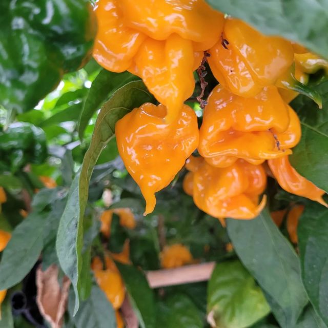 Fresh Chiilies now on sale !!! Full list below. DM for orders and prices. Top quality pods, hand selected, all grown by us.  Subject to availability

Yellow Reaper
Reaper
Armageddon
Black Tongue Scorpion
Moruga Brainstrain
Moruga Butch T
Jigsaw Gourmet
Jalapeno Green
Jalapeno Red
Fatalli
Habanero Katie
Primo Yellow
Naga Morich
Dorset Naga
Sorano
Sugar Rush Peach
Aji Lemon Drop
Azteco
Vampire
Shroom?
Red Bhut
Scotch Bonnet – Trueform
Scotch Bonnet Red
Harrold St.Barts
Jamaican Hot
Chocolate Habanero
Giant White Habanero
Red (Yellow) Scorpion
Yellow Scorpion
Gibbering Idiot
Nir Miris
Hurtberry
Yellow Pixi
Orange Habanero
#chilliesauce
#ukchilligrower
#chillies #hotsauce #pimenta #spicy #chilliesauce